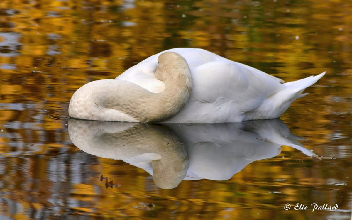 Quiete sul lago dorato - Elio Pallard